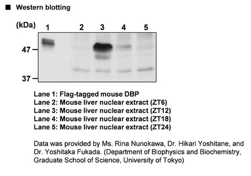 Anti-DBP (Mouse) pAb Anti-DBP (Mouse) pAb