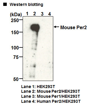 Anti-Per2 (Mouse) pAb