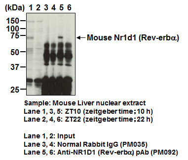 Anti-NR1D1 (Rev-erbα) pAb