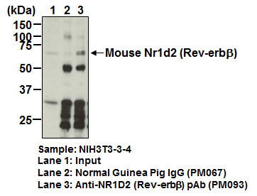 Anti-NR1D2 (Rev-erbβ) pAb