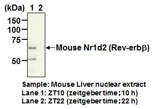 Anti-NR1D2 (Rev-erbβ) pAb