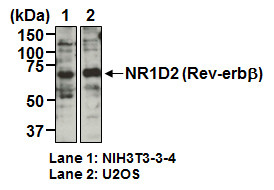 Anti-NR1D2 (Rev-erbβ) pAb