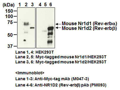 Anti-NR1D2 (Rev-erbβ) pAb