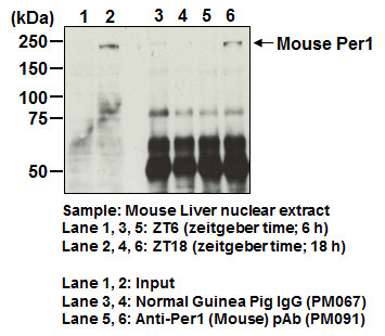 Anti-PER2 (Human) pAb