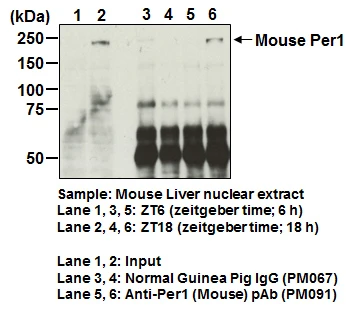 Anti-NFIL3 (E4BP4) pAb