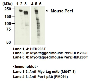 Anti-NFIL3 (E4BP4) pAb
