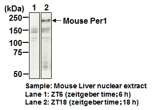 Anti-NFIL3 (E4BP4) pAb