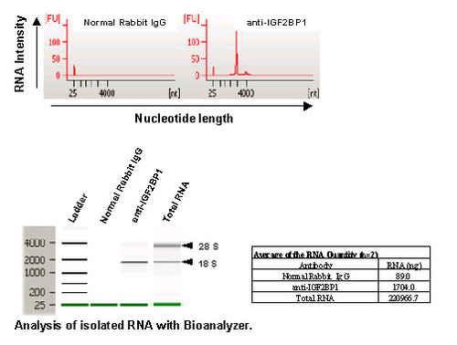 Anti-IGF2BP1 (IMP1) (Human) pAb