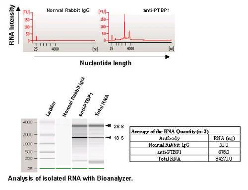 Anti-PTBP1 (Human) pAb