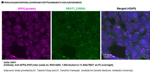 Anti-SFPQ (PSF) mAb (Clone: C23)