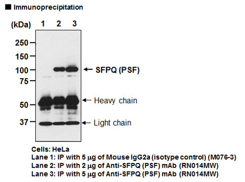 Anti-SFPQ (PSF) mAb (Clone: C23)
