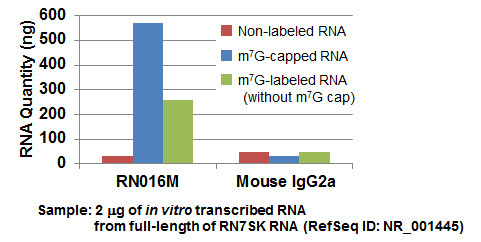 Anti-7-methylguanosine (m7G)-Cap mAb (Clone: 150-15)