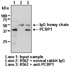 Anti-PCBP1 (Human) pAb