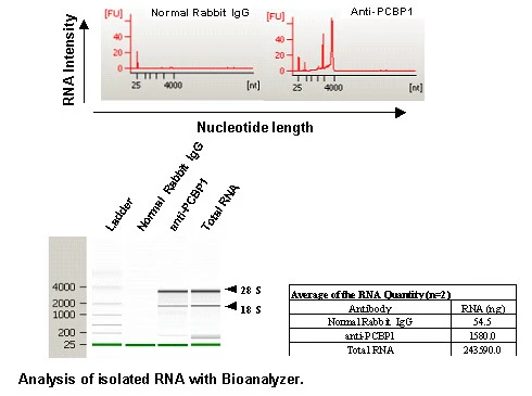 Anti-PCBP1 (Human) pAb