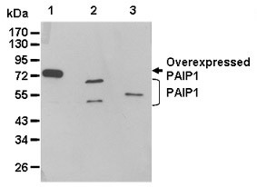 Anti-PAIP1 pAb