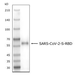 SARS-CoV-2 Spike glycoprotein Receptor-binding domain (Unlabeled)
