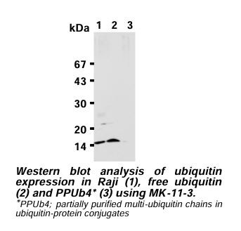 Anti-Ubiquitin mAb