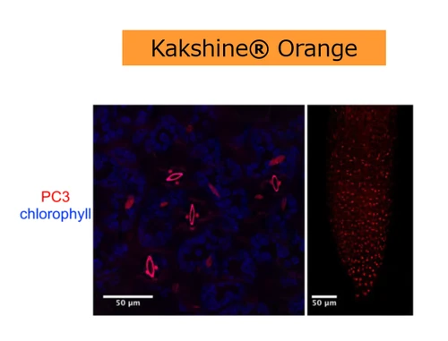 Kakshine Orange