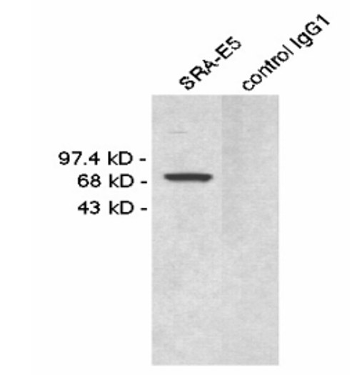 Western blotting A single band at 72kD is observed. DTT treated. (sample : lysate of THP-1 cells, a human histiocytic cell line)
Western blotting A single band at 72kD is observed. DTT treated. (sample : lysate of THP-1 cells, a human histiocytic cell line)