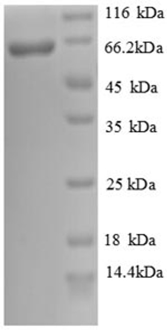 Recombinant Human Cadherin-12 (CDH12), partial (CSB-EP005037HU)