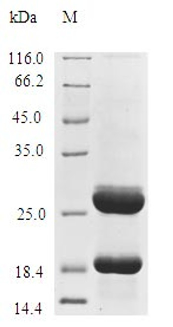 Recombinant Lactococcus lactis subsp. lactis Lipoprotein signal peptidase (lspA) (I65V)-Nanodisc (CSB-CF875000LNG(M)-N)