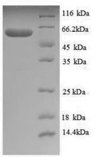 Recombinant Thermus aquaticus DNA polymerase I, thermostable (polA), partial (CSB-EP323156TNN2) Recombinant Thermus aquaticus DNA polymerase I, thermostable (polA), partial (CSB-EP323156TNN2)