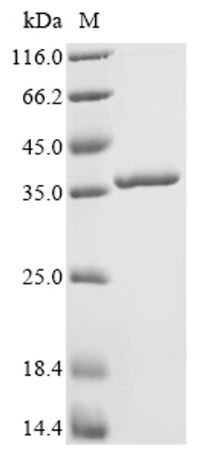 Recombinant Enterobacteria phage T4 Single-stranded DNA-binding protein (32) (CSB-EP022706EDZa2)