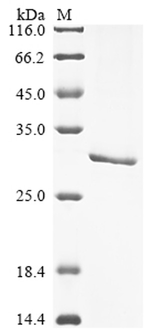 Recombinant Tetronarce californica Acetylcholine receptor subunit alpha (CHRNA1), partial (CSB-EP005386TOTb1)