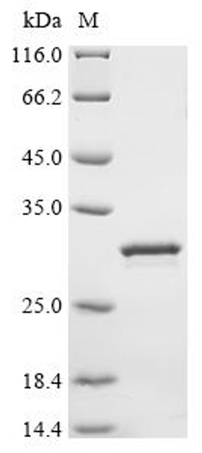 Recombinant Pig Beta-defensin 1 (DEFB1) (CSB-EP006662PI)