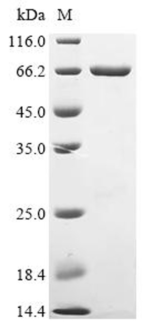 Recombinant Escherichia coli Dihydrofolate reductase (folA), Biotinylated (CSB-EP006847ENV-B)