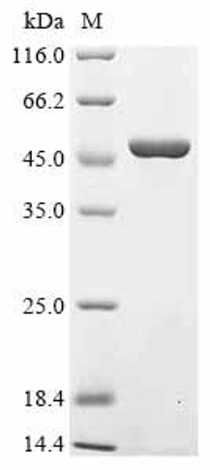 Recombinant Mouse Mitogen-activated protein kinase 14 (Mapk14) (CSB-EP013453MO)