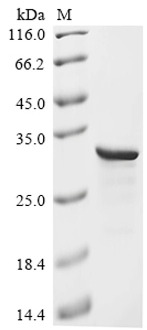 Recombinant Human Protein max (MAX) (CSB-EP013527HU)