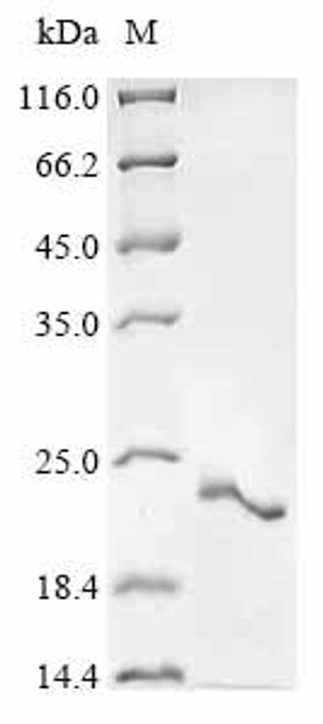 Recombinant Mouse Seminal vesicle secretory protein 4 (Svs4) (CSB-EP325982MO)