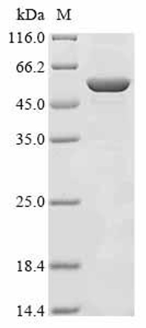 Recombinant Porphyromonas gingivalis Cell division protein FtsZ (ftsZ) (CSB-EP4430GRY)