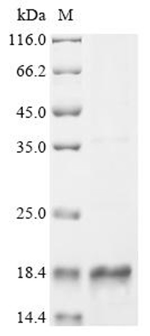 Recombinant Streptococcus mitis Competence-stimulating peptide (comC) (CSB-EP516444FMQ)
