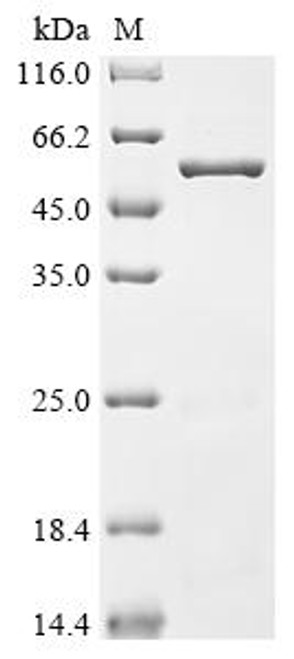 Recombinant Lactobacillus salivarius Enolase (eno) (CSB-EP637301LAAM)