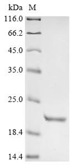 Recombinant Mouse Corticoliberin (Crh) (CSB-EP811880MO)