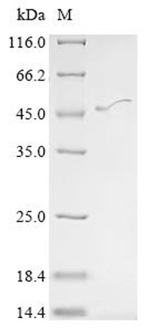 Recombinant Mouse Cyclic AMP-responsive element-binding protein 5 (Creb5) (CSB-EP815647MO)