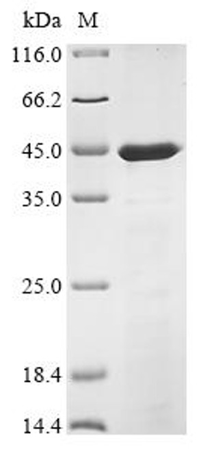 Recombinant Mesocricetus auratus Interleukin-12 subunit beta (IL12B) (CSB-EP817228MRG)