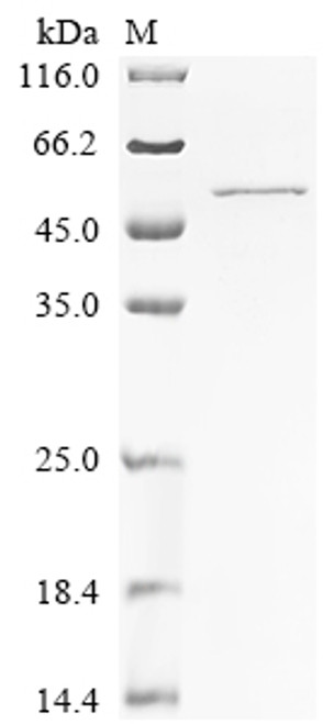Recombinant Arginine deiminase (arcA) (CSB-YP334815MLO)