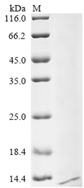 Recombinant Dog Trefoil factor 3 (TFF3) (CSB-YP801125DO)