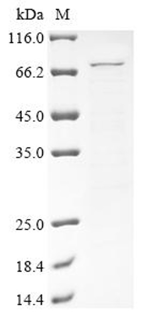 Recombinant Mouse Heat shock protein 75 kDa, mitochondrial (Trap1) (CSB-YP863423MO)