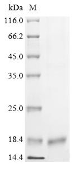Recombinant Human DNA-directed RNA polymerase III subunit RPC10 (POLR3K) (CSB-BP018352HU)