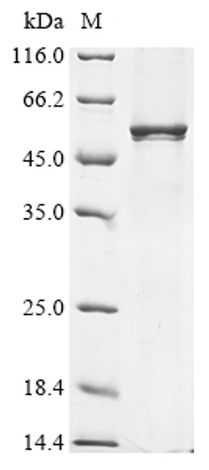 Recombinant Rat Synaptotagmin-1 (Syt1) (CSB-CF023029RA)