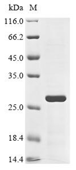 Recombinant Dog Apoptosis regulator Bcl-2 (BCL2) (CSB-CF744176DO)