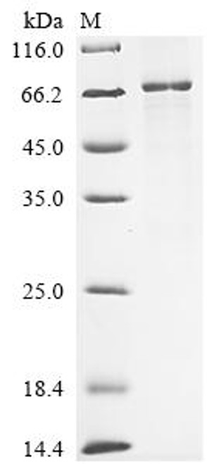Recombinant Varicella-zoster virus Envelope glycoprotein E (gE) (CSB-CF872802VAQ)
