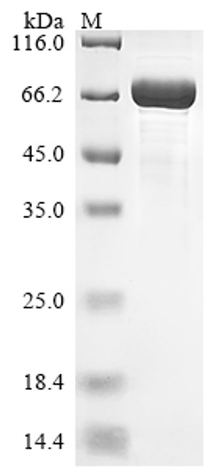 Recombinant Macaca mulatta Neurofilament light chain (NEFL) (CSB-EP4619MOW)