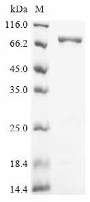 Recombinant Bacillus subtilis DNA polymerase I (polA), partial (CSB-EP520296BRJ2)