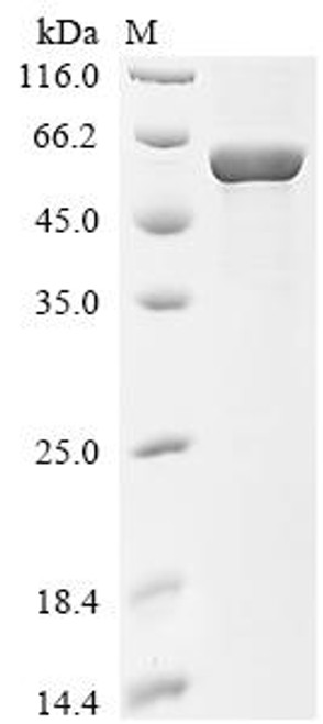 Recombinant Human T cell receptor beta constant 1 (TRBC1), partial, Biotinylated (CSB-EP024291HU1-B)
