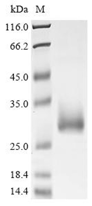 Recombinant Neisseria gonorrhoeae Dihydrofolate reductase (folA) (CSB-EP006847NFZ)